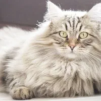 گربه نر نژاد نروژین فارست