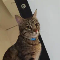 بچه گربه گمشده