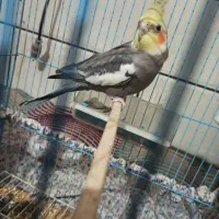 عروس هلندی معاوضه|پرنده|کهنوج, |دیوار