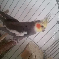 عروس هلندی سخنگو