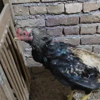 جوجه لاری نه ماهه