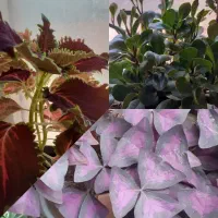 گل های طبیعی آپارتمانی و ویلایی