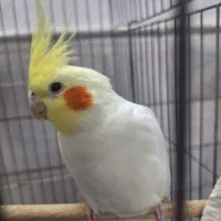 عروس لوتینو نر