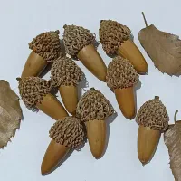 بلوط خشک تزئینی