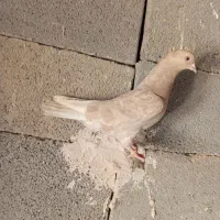 شهری بهبهونی|پرنده|شیراز, شهرک مطهری|دیوار