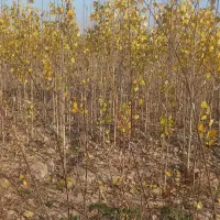 (نهال بید و صنوبر)