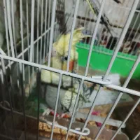 عروس هلندی|پرنده|میرجاوه, |دیوار