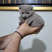 گربه اسکاتیش دبل فولد