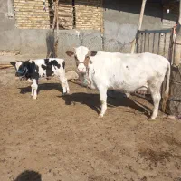 گاو گوساله|حیوانات مزرعه|زاغه, |دیوار