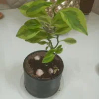 گلدان گل شمعدانی ، پدیلانتوس ، و کالانگوئه