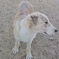 توله سگ|سگ|قائن, |دیوار