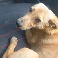 (گمشده )به یابنده مژدگانی خوب خواهیم داد باتشکر|حیوانات|سنندج, |دیوار