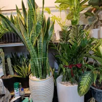 گل طبیعی کادو گلفروش قیمت همکاری