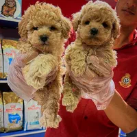 توله های جذاب پودل|سگ|تهران, درکه|دیوار