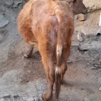 گاو شیری|حیوانات مزرعه|زنجانرود, |دیوار