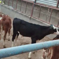 4 راس گوساله نر سمینتال میاندوآب یک یک