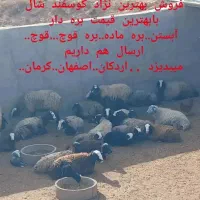 دامداری بزرگ ابوالفضل در شال بامجوز|حیوانات مزرعه|شیراز, احمدآباد|دیوار