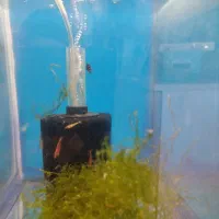 آکواریوم|ماهی|باسمنج, |دیوار