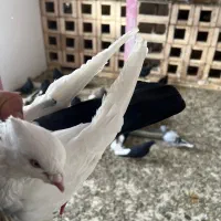 کفتر دم سیاه نر