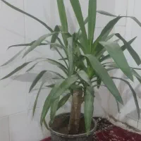 گل و گیاه|گل و گیاه طبیعی|اصفهان, شاهد|دیوار