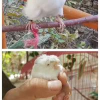 قناری سهره فنچ مرغ‌عشق انگلیسی فروش یا معاوضه