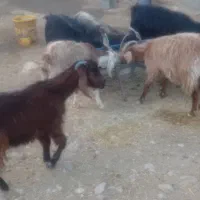 هشت ارس بز زایده معامله با میش