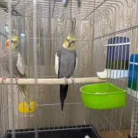 عروس هلندی|پرنده|تهران, مینای شمالی (مخبر)|دیوار