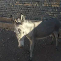 اولاغ گله گرد به همراه کره