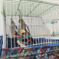 عروس هلندی