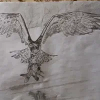 نقاشی از پرنده شکاری