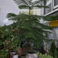 گل کاج|گل و گیاه طبیعی|نورآباد, |دیوار