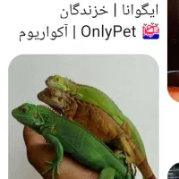 آکواریوم های لمسی|ماهی|بندر امام خمینی, |دیوار
