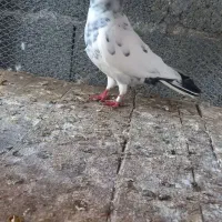 کبوتر فروشی|پرنده|کلاچای, |دیوار