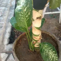 گلدان شاداب|گل و گیاه طبیعی|چناران, |دیوار