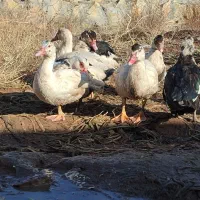 غاز و مرغابی اسرائیلی|حیوانات مزرعه|نوده انقلاب, |دیوار