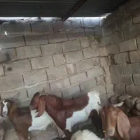 نری وبز پاکستانی کهره نر