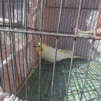 عروس هلندی لوتینو ،یکساله|پرنده|دامغان, |دیوار