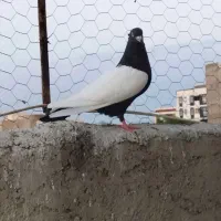 فروش کبوتر سینه ای