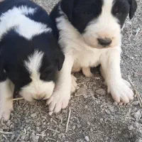 توله قدرجونی