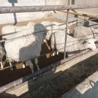 بره ماده های لاکن ولارف|حیوانات مزرعه|سردرود, |دیوار