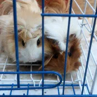 فروش همستر|موش و خرگوش|بیرجند, |دیوار