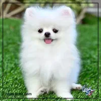 نگهداری از سگ