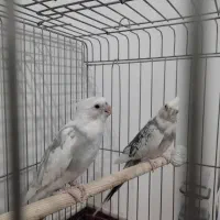 عروس هلندی گمشده