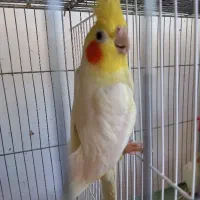 ۱۰ جفت عروس هلندی مولد نژاد های مختلف