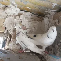 کفتر پرشی 6تا