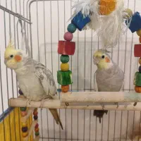 عروس هلندی فروش فوری|پرنده|زرقان, |دیوار