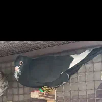 پلنگ گوک نر