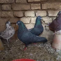 کفتر تهرونی پرشی