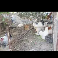 تخم بوقلمون غاز مرغ لاری برهما|حیوانات مزرعه|رشت, منظریه|دیوار