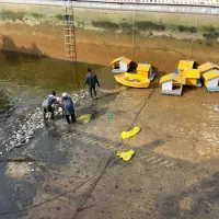 فروش ماهی کپور طلایی